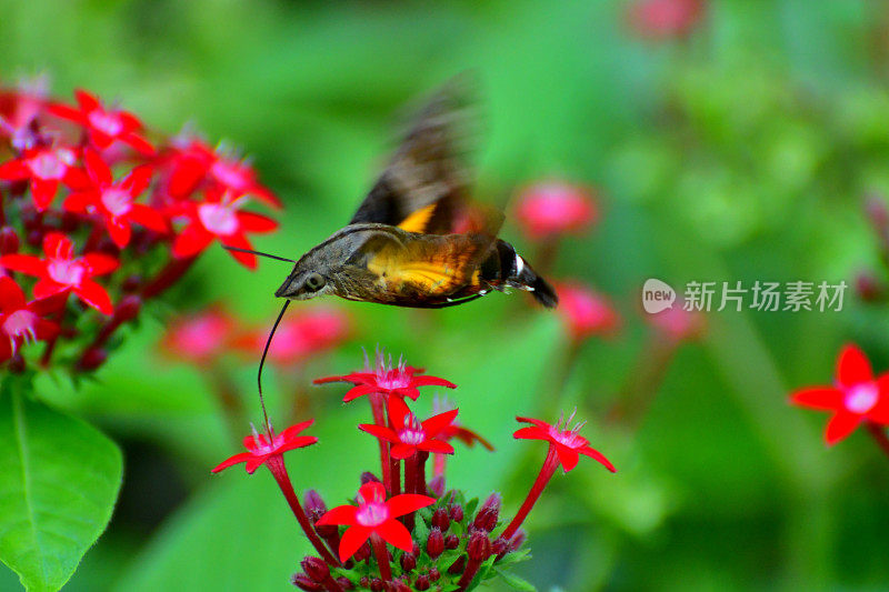 Pentas lanceolata和蜂鸟鹰蛾